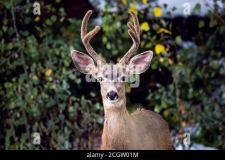 Mule Deer buck (Odocoileus hemionus) con corna di velluto in Colorado Foto Stock