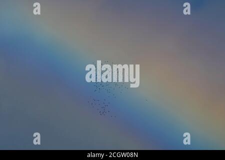 All'interno dell'Arcobaleno. Murmormura europea di stelle / grande gregge di stelle comuni (Sturnus vulgaris) in volo. Foto Stock