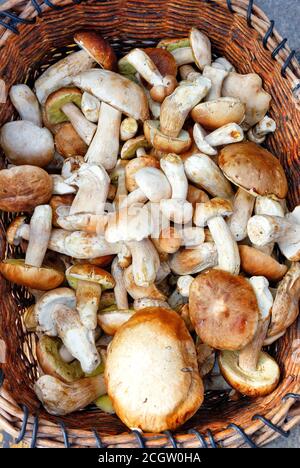 Un mucchio di funghi porcini freschi commestibili viene raccolto in un vecchio cesto di vimini, primo piano. Foto Stock