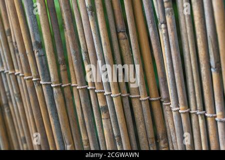 Sezione verticale della schermatura naturale del giardino di canna, che mostra le tracce di decadimento precoce di canna. Piacevole sfondo di texture naturale o metafora per il giardinaggio. Foto Stock