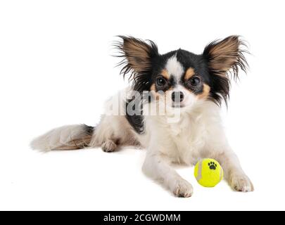 Chihuahua dai capelli lunghi con mini palla da tennis gialla su bianco sfondo Foto Stock