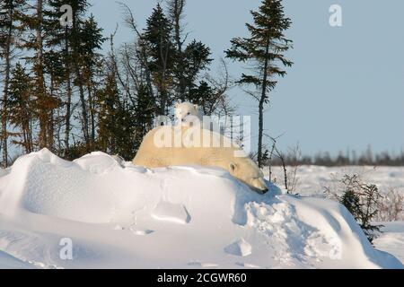 Madre di orso polare e cucciolo giovane nel Parco Nazionale di Wapusk poco dopo che sono venuti dalla loro zona di nascita. È all'inizio di marzo e hanno circa 10 settimane. Presto inizieranno un lungo viaggio verso le rive della baia di Hudson, dove la madre insegnerà loro a cacciare e sopravvivere. Foto Stock