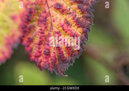 Primo piano di una foglia di Bramble colorata vividamente con quella che probabilmente è la ruggine violetta di bramble causata dal fungo violaceo di Phragmidium. Malattia di pianta. Foto Stock