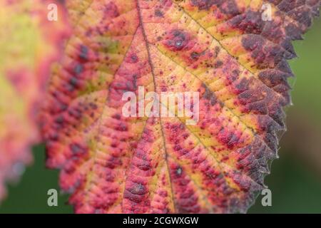 Primo piano di una foglia di Bramble colorata vividamente con quella che probabilmente è la ruggine violetta di bramble causata dal fungo violaceo di Phragmidium. Malattia di pianta. Foto Stock