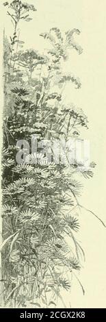 . Libro del blu reale . UNA CANZONE PRIMAVERILE-FEBBRE. DI S. W. GILLILAN. T^AINT così brutto t lavoro in winterJ^ quando il ghiaccio è evrywhere, quando theys uccide in tutte le brezze . un brivido in aria; così non ha funzionato in estate quando le città così blistrin caldo, che yere destinato a soffrire nohow un voi combatte bene lavoro come no.ma t lavoro In Springs di.sgustinQuesto pesce affronta il rustinaIl cuore è pieno di desiderio di risplendere dove le luci una scala giocano su un'insenatura t la baia, ovunque, im abbastanza lustin Fer un ehanst f sneak via! Jest t sneak via, vi dico, ho intente carin come ner dove. Non vuoi sentire Foto Stock