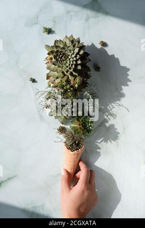 Sempervivum succulente piante in cialda gelato corno tenuto a mano. Creativa disposizione piatta, vista dall'alto. Luce solare diretta con lunghe ombre. Verniciatura verde con Foto Stock