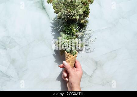 Sempervivum succulente piante in cialda gelato corno in mano. Creativa disposizione piatta, vista dall'alto su sfondo in pietra. Foto Stock