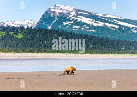 Grizzly Bear camminando sulla spiaggia in Alaska con un montagna sullo sfondo Foto Stock