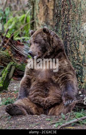 Grande orso bruno seduto su contro un albero nel foresta con un sorriso sul viso Foto Stock