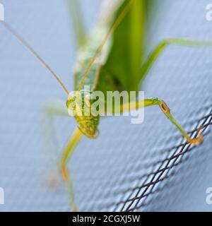 Un katydid verde vibrante assomiglia ad una foglia vivente che cammina mentre si aggrappava immobile ad uno schermo della finestra. Foto Stock