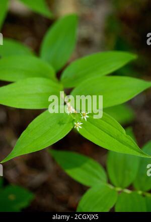Falso Solomon's Seal aka Star Solomon's Seal (Maianthemum Stellatum), una pianta boschiva comune nella maggior parte del Nord America Foto Stock