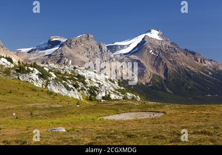 Green Alpine Meadow e Snowy Mountain Hector Peak. Un paesaggio panoramico estivo su un popolare sentiero escursionistico nel Banff National Park, Alberta Canada Foto Stock