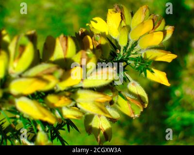 Vista ravvicinata di Cytisus scoparius, la scopa comune o scopa scozzese Foto Stock