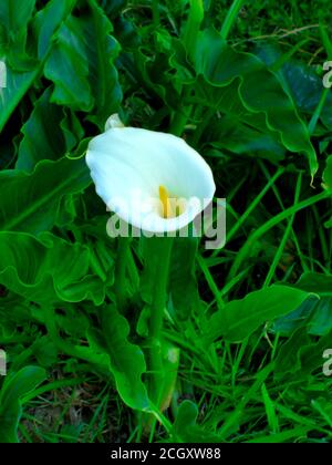 Calla giglio, molti fiori bianchi bella fiorire nel giardino in primavera, giglio arum, calla d'oro Foto Stock