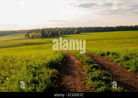 una strada sterrata attraversa un campo verde verso il foresta al sole del mattino Foto Stock