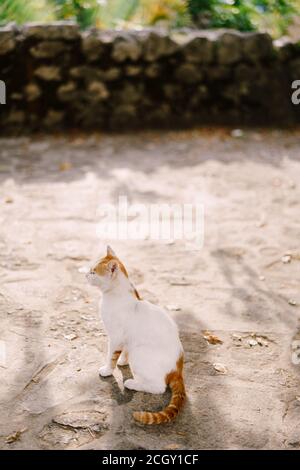 Un gatto bianco con macchie rosse e una coda rossa si trova sull'asfalto sullo sfondo di una recinzione in pietra. Foto Stock