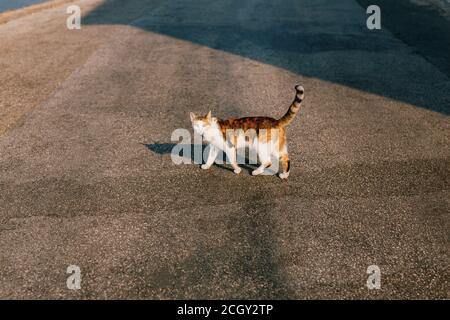 Un gatto tricolore cammina lungo l'asfalto grigio in una giornata di sole. Foto Stock