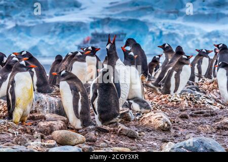 Gentoo Penguin Rookery Cruise Ship Yankee Harbour Greenwich Island Antartide Foto Stock