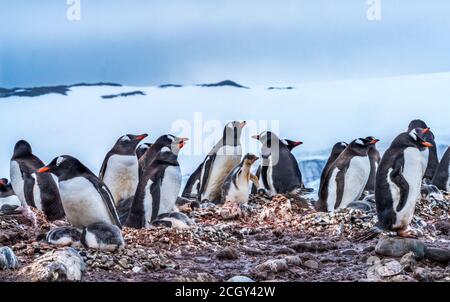 Gentoo Penguin Rookery Glacier Yankee Harbour Greenwich Island Antartide Foto Stock