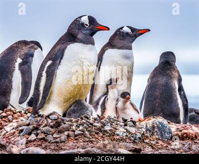 Famiglia dei pinguini di Gentoo e pulcini Yankee Harbour Greenwich Island Antartide Foto Stock