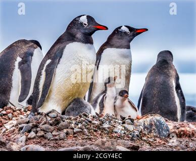 Famiglia dei pinguini di Gentoo e pulcini Yankee Harbour Greenwich Island Antartide Foto Stock