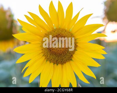 Vista ravvicinata sulla testa gialla del girasole Foto Stock