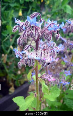 Blue Edible Herb Borage (Borago officinalis) Fiori coltivati in un confine a RHS Garden Harlow Carr, Harrogate, Yorkshire, Inghilterra, UK. Foto Stock