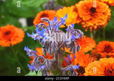 Blue Edible Herb Borage (Borago officinalis) Fiori con marigolds coltivati in un confine a RHS Garden Harlow Carr, Harrogate, Yorkshire, Inghilterra, UK. Foto Stock