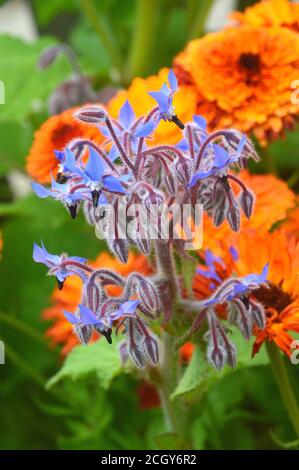 Blue Edible Herb Borage (Borago officinalis) Fiori con marigolds coltivati in un confine a RHS Garden Harlow Carr, Harrogate, Yorkshire, Inghilterra, UK. Foto Stock