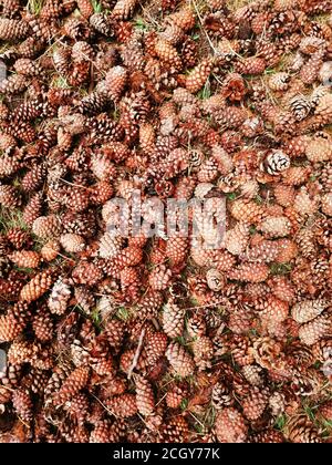 sfondo sfocato per lo sfondo, coni di pino, tappeto di coni nella foresta, foresta d'autunno Foto Stock