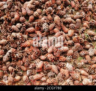 sfondo sfocato per lo sfondo, coni di pino, tappeto di coni nella foresta, foresta d'autunno Foto Stock