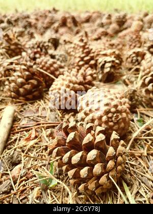 sfondo sfocato per lo sfondo, coni di pino, tappeto di coni nella foresta, foresta d'autunno Foto Stock