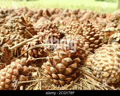 sfondo sfocato per lo sfondo, coni di pino, tappeto di coni nella foresta, foresta d'autunno Foto Stock