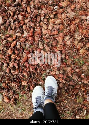 sfondo sfocato per lo sfondo, piedi in sneakers coni di pino, tappeto di coni nella foresta, foresta d'autunno. pinecones piedi sport Foto Stock