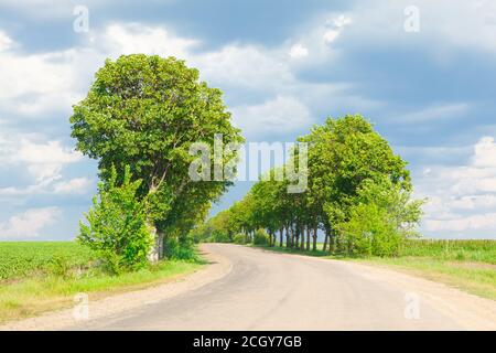 Strada asfaltata di campagna con alberi verdi sul bordo Foto Stock