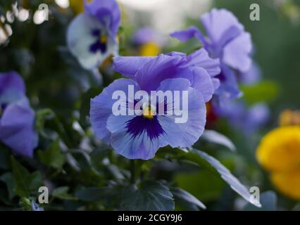 Bellissimi fiori porpora pallido in morbido giardino sfocato Foto Stock