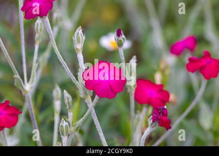 Un rosa brillante campion (Lychnis coronaria) in fiore durante l'estate in Scozia. Foto Stock