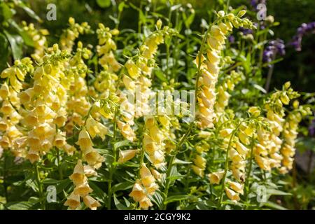 Digitale grandiflora il guanto giallo Foxin fioritura nel luglio 2020 Foto Stock