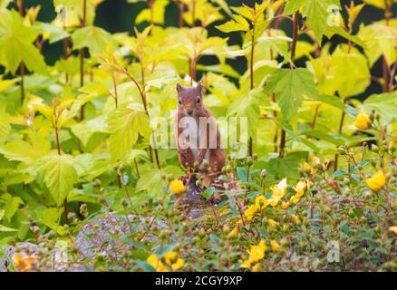 A red squirrel sitting on a garden wall, Scotland. Foto Stock