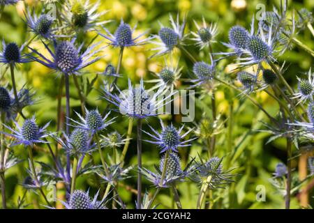 Primo piano di Sea Holly Flowers Eryngium Foto Stock