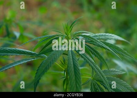 germoglio di marijuana medica giovane verde da vicino. Foto Stock