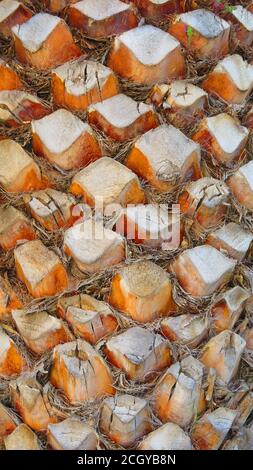 Primo piano dell'estremità tagliata del ramo sulla vecchia palma Foto Stock