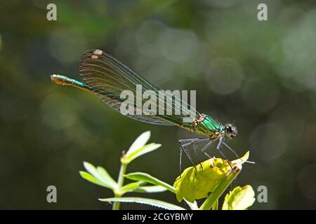 Damselfly, Calopteryx syriaca, femmina Foto Stock