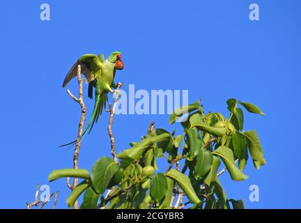 Parakeet rosa (Psittacula krameri) sulla cima dell'albero Foto Stock