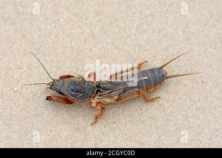 Cricket talpa europea sulla sabbia Foto Stock