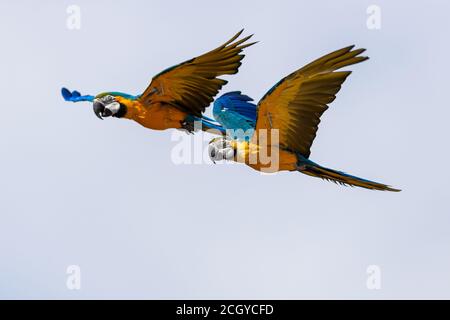 Macaw blu-e-giallo che vola nella foresta Foto Stock