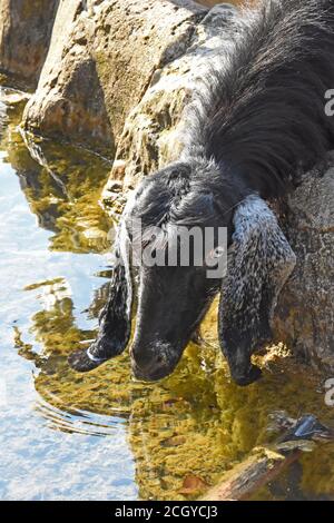 Capre bere acqua Foto Stock