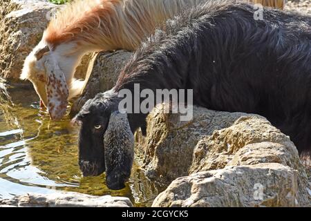 Capre bere acqua Foto Stock