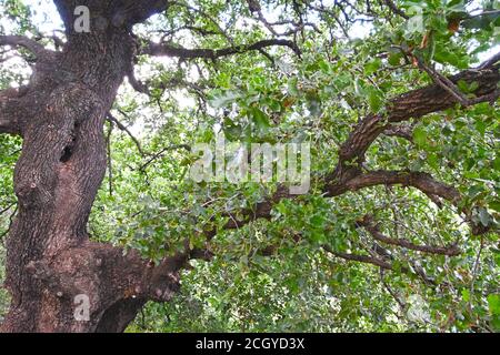 Tronco di quercia e rami Foto Stock