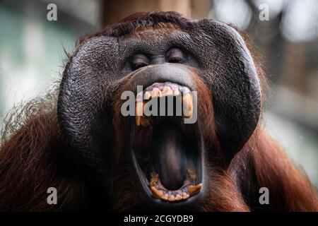 Ritratto di orang-utan in un'atmosfera buia Foto Stock